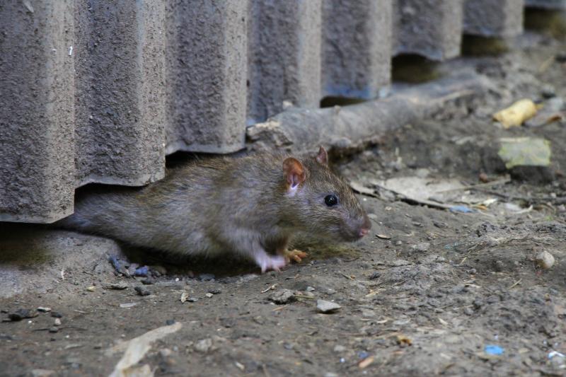 Comment reconnaître une infestation de rats et agir efficacement ?